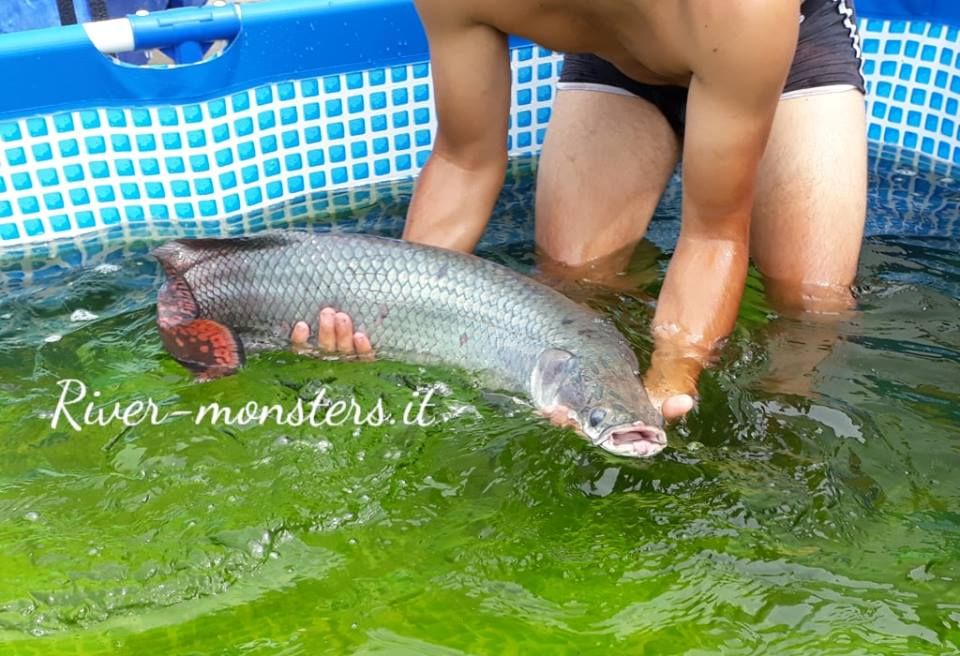 arapaima