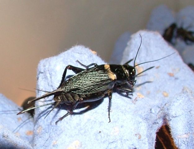 G. bimaculatus